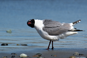 Franklin's Gull